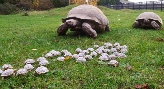Tortoise Family - 03