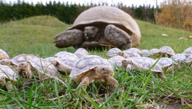 Tortoise Family - 04