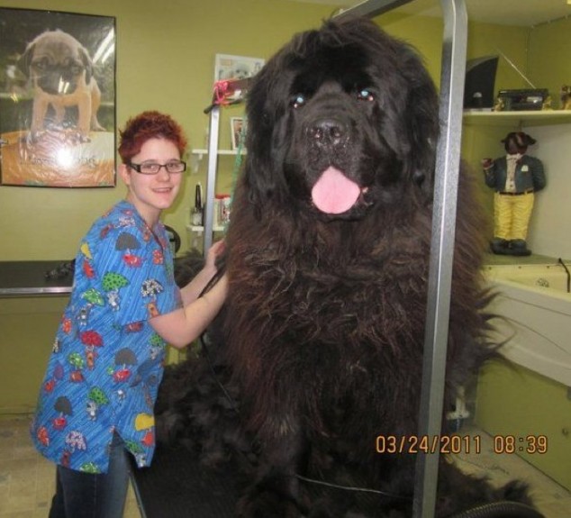 Very big dog