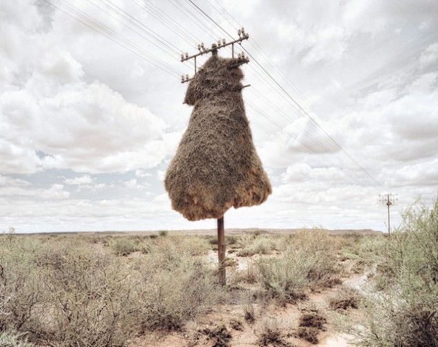 Weaver Birds' Nests in the Kalahari - 01
