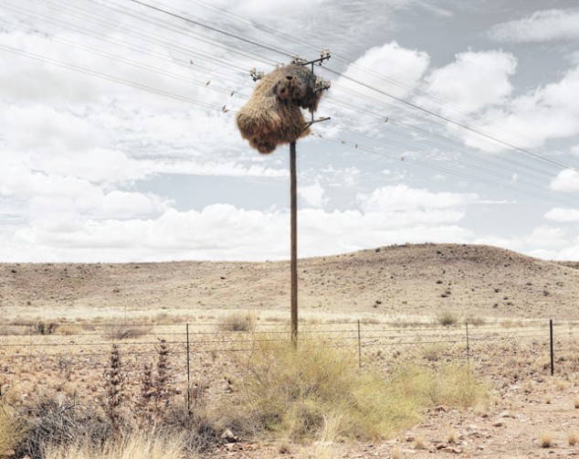 Weaver Birds' Nests in the Kalahari - 02