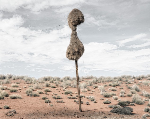 Weaver Birds' Nests in the Kalahari - 03