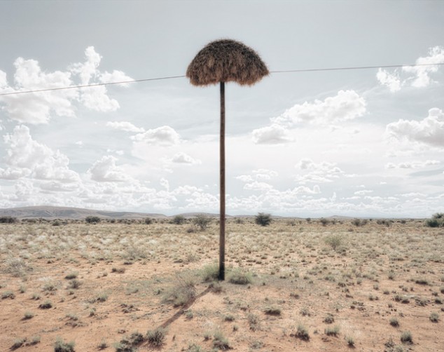 Weaver Birds' Nests in the Kalahari - 04