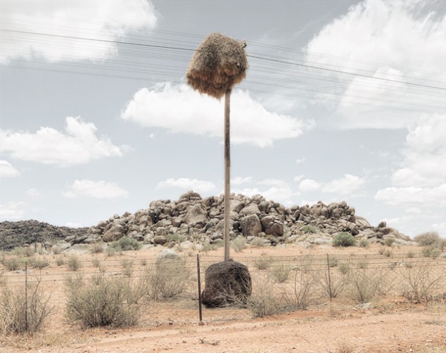 Weaver Birds' Nests in the Kalahari - 05