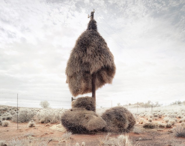 Weaver Birds' Nests in the Kalahari - 06