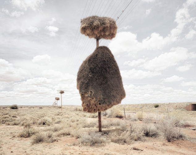 Weaver Birds' Nests in the Kalahari - 07