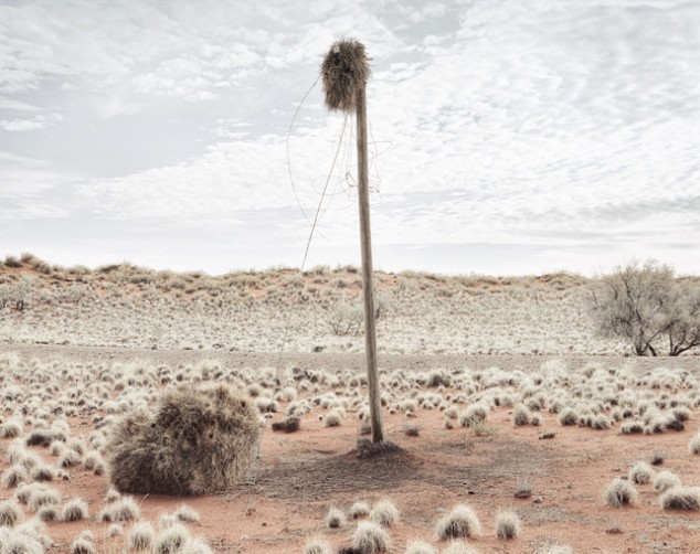 Weaver Birds' Nests in the Kalahari - 08