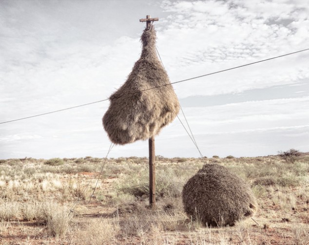 Weaver Birds' Nests in the Kalahari - 09