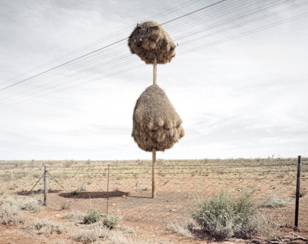 Weaver Birds' Nests in the Kalahari - 10