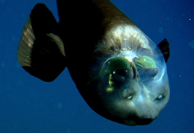 barreleye fish