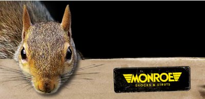 saving squirrels saving squirrels