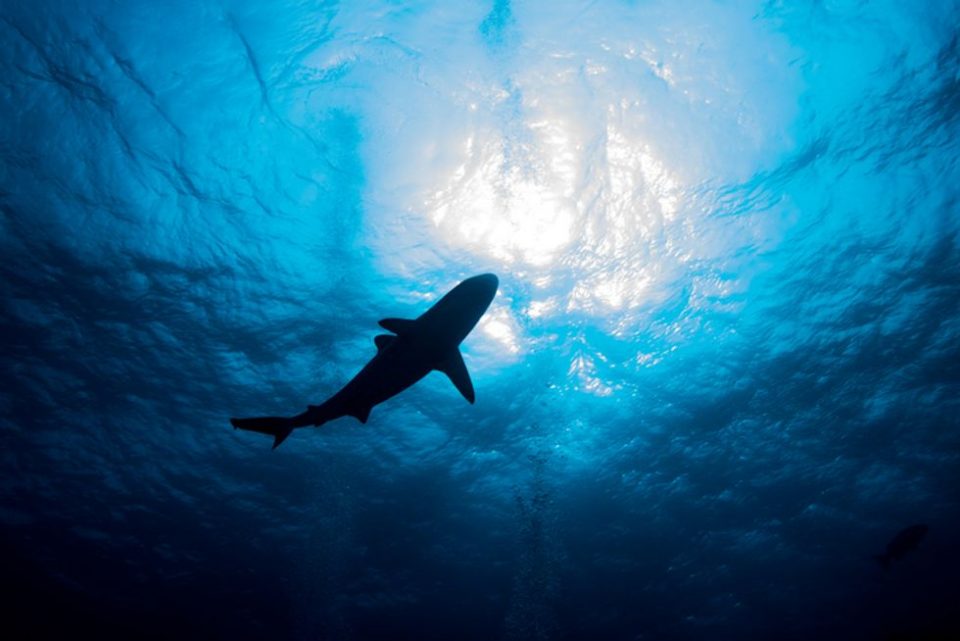 Beachgoers Horrified After Half-Eaten Great White Shark Washes Up On Beach