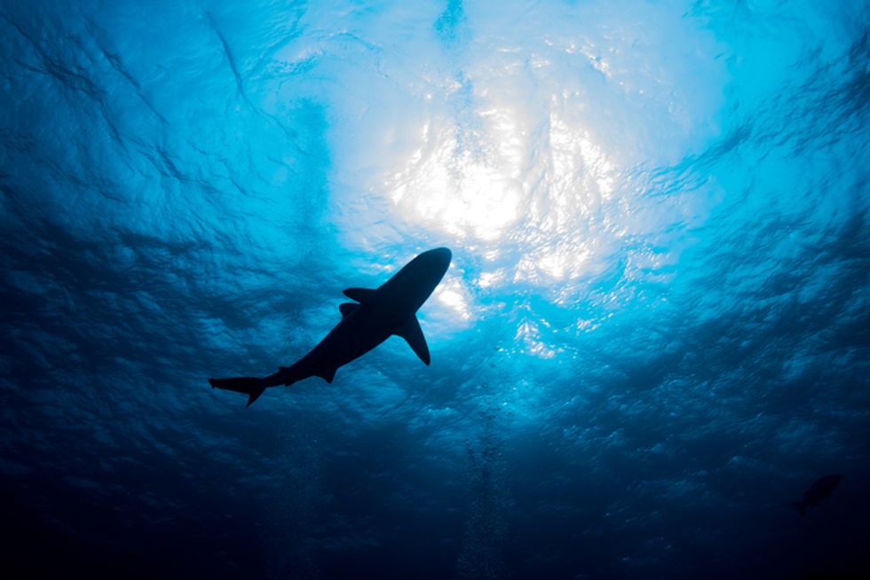 Half-Eaten Great White Shark Washes Ashore in Australia - But What