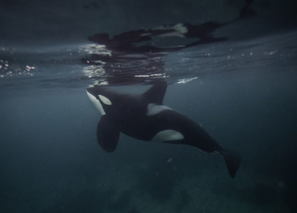Horrifying Moment Orca Came To Viewing Window With Dead Seaworld Horrifying Moment Orca Came To Viewing Window With Dead Seaworld