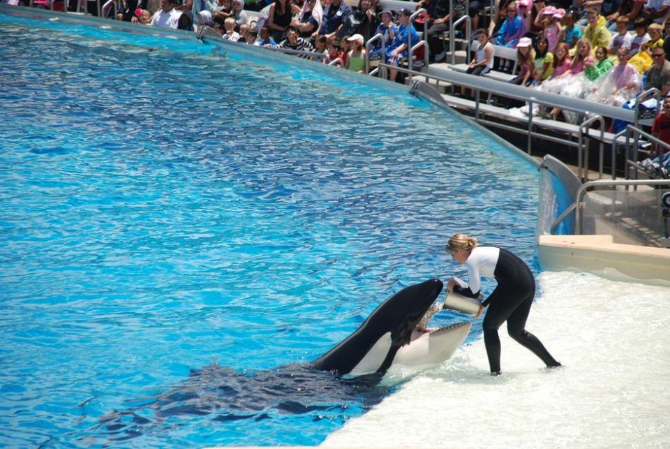 Horrifying Moment Orca Came To Viewing Window With Dead SeaWorld