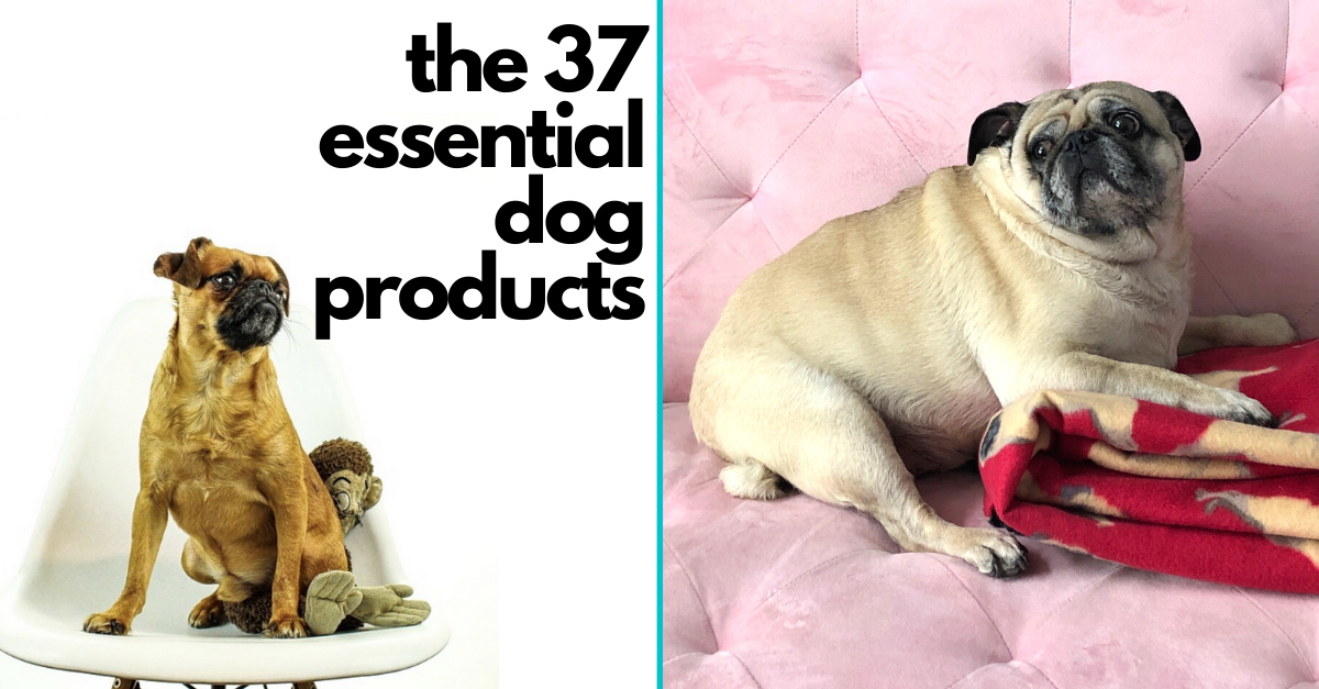https://twentytwowords.com/wp-content/uploads/2021/08/the-37-essential-products-all-dog-owners-need_featured.png
