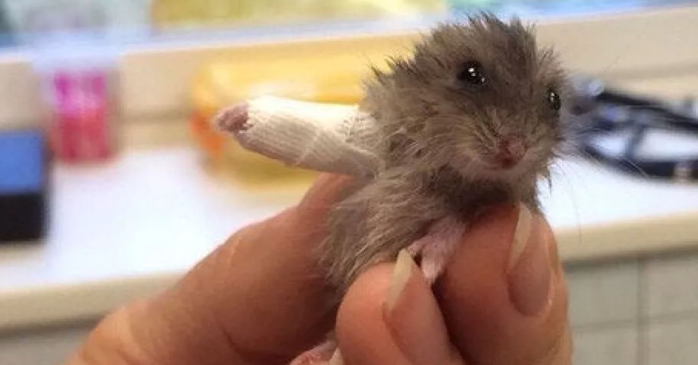 tiny-hamster-wears-a-tiny-cast-to-help-heal-his-broken-arm_featured.jpg.optimal.jpg