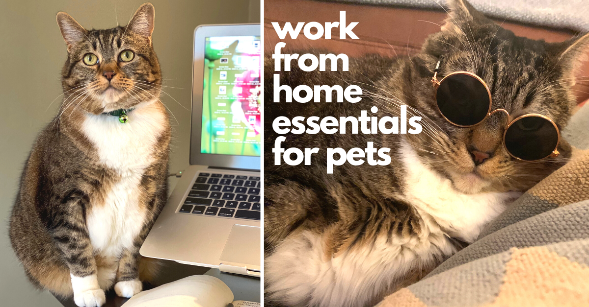 https://twentytwowords.com/wp-content/uploads/2021/08/work-from-home-essentials-for-your-pet_featured.png