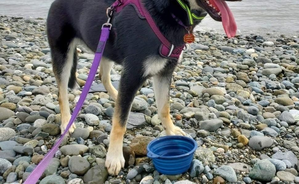 Keep Your Hiking Buddy Hydrated with This Bowl