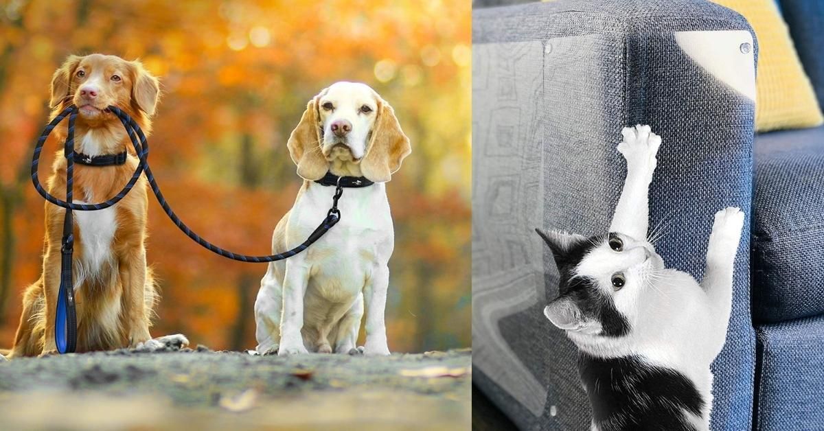 37 items for every pet parent