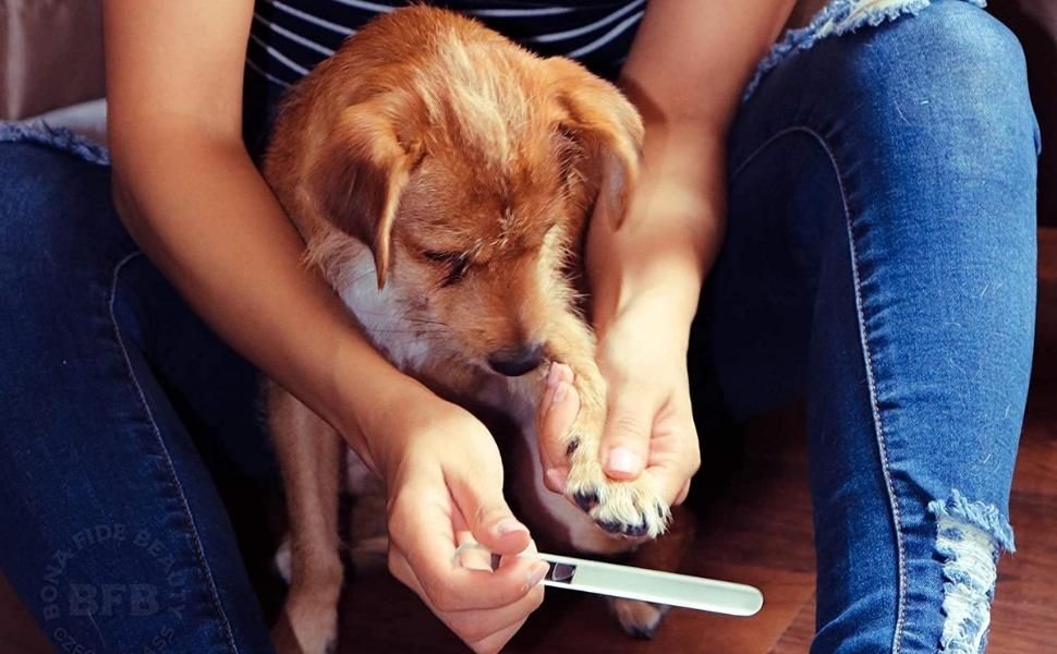 Keep Their Nails Show-Ready with This File