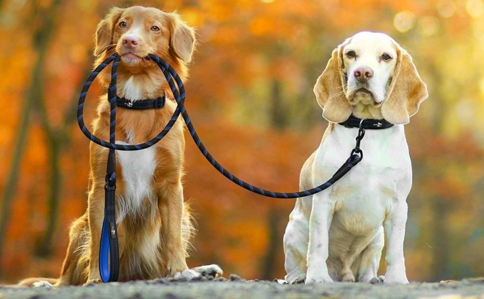 Let Your Dog Walk You with This Leash