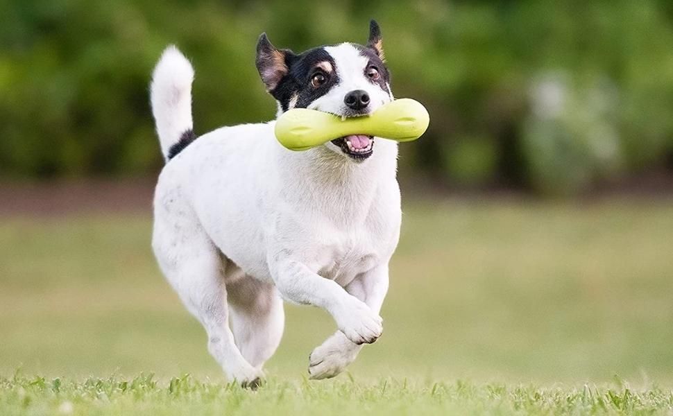 Give Them the Joy This Chew Toy Brings