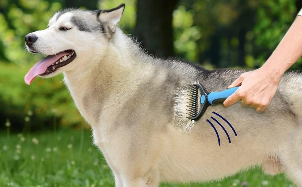 Brush Their Coat and Save Your Couches