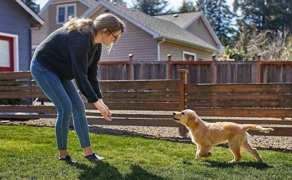 Train Your Dog with This Kit