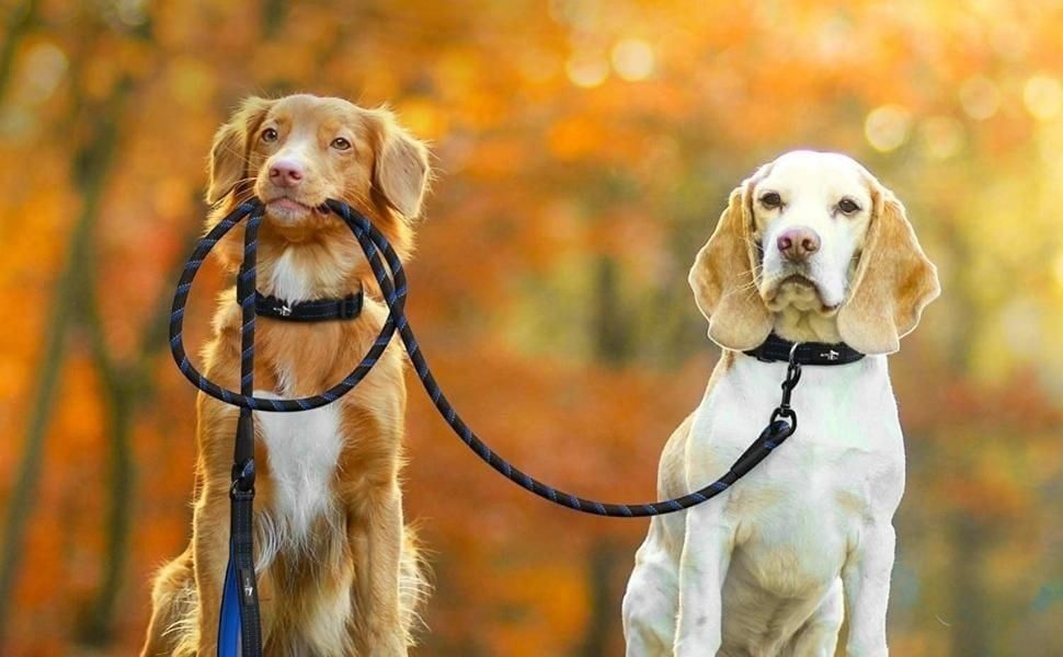Take the Dog for a Run with This Leash