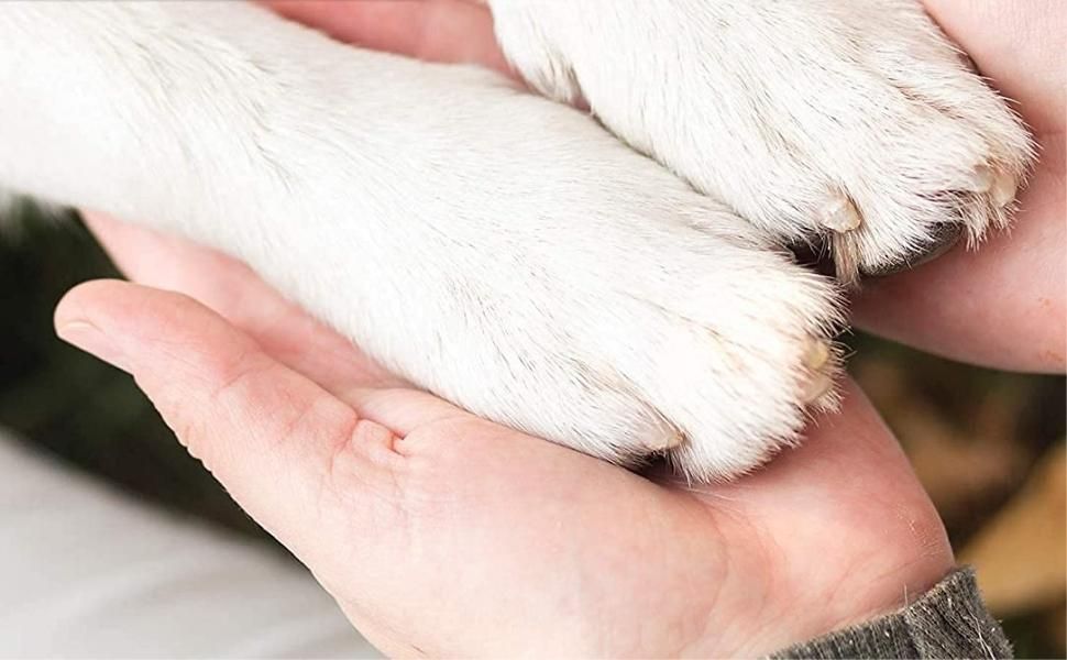 Relieve Your Dog's Paw With This Balm