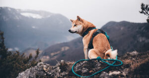 sierra leash