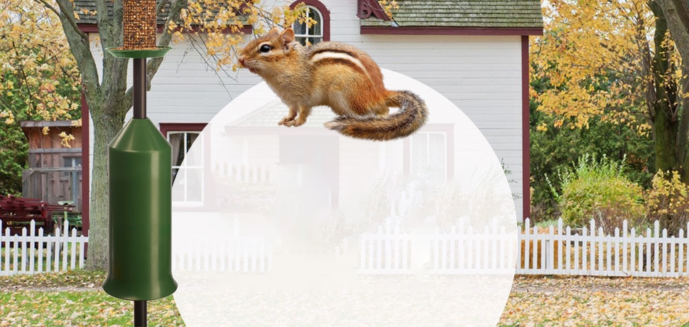 Outdoor Bird Feeder