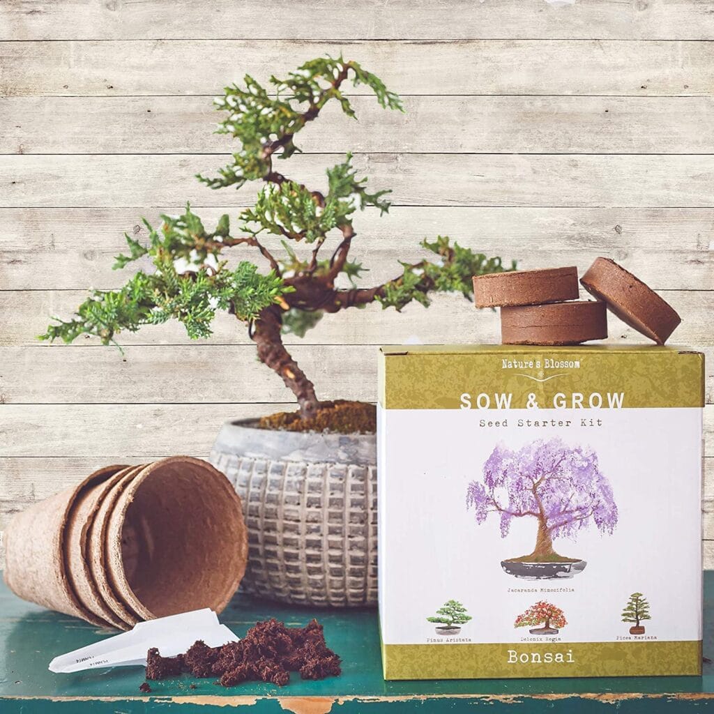 Outdoor Bonsai 