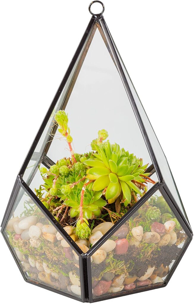 Glass Terrarium 