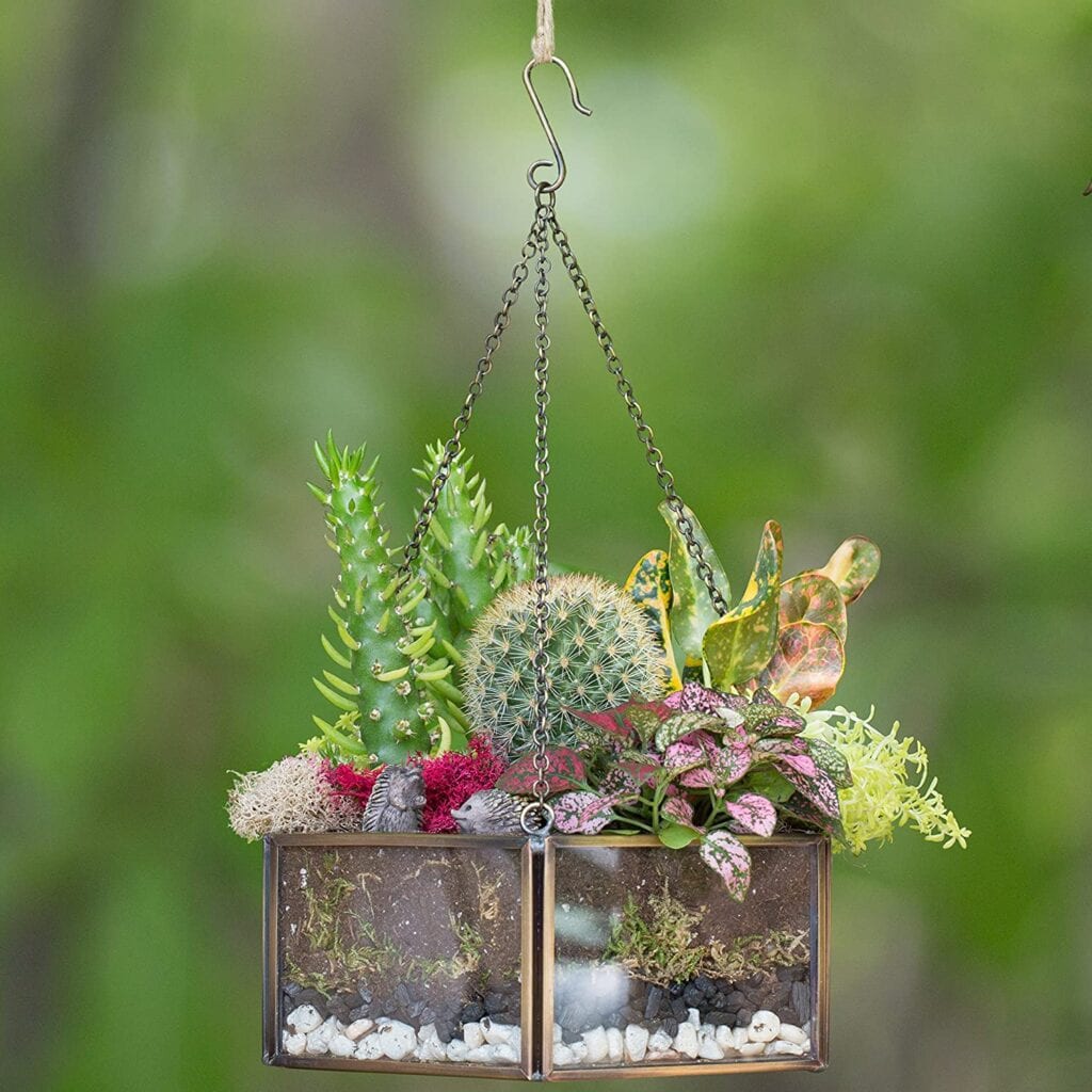 Glass Terrarium