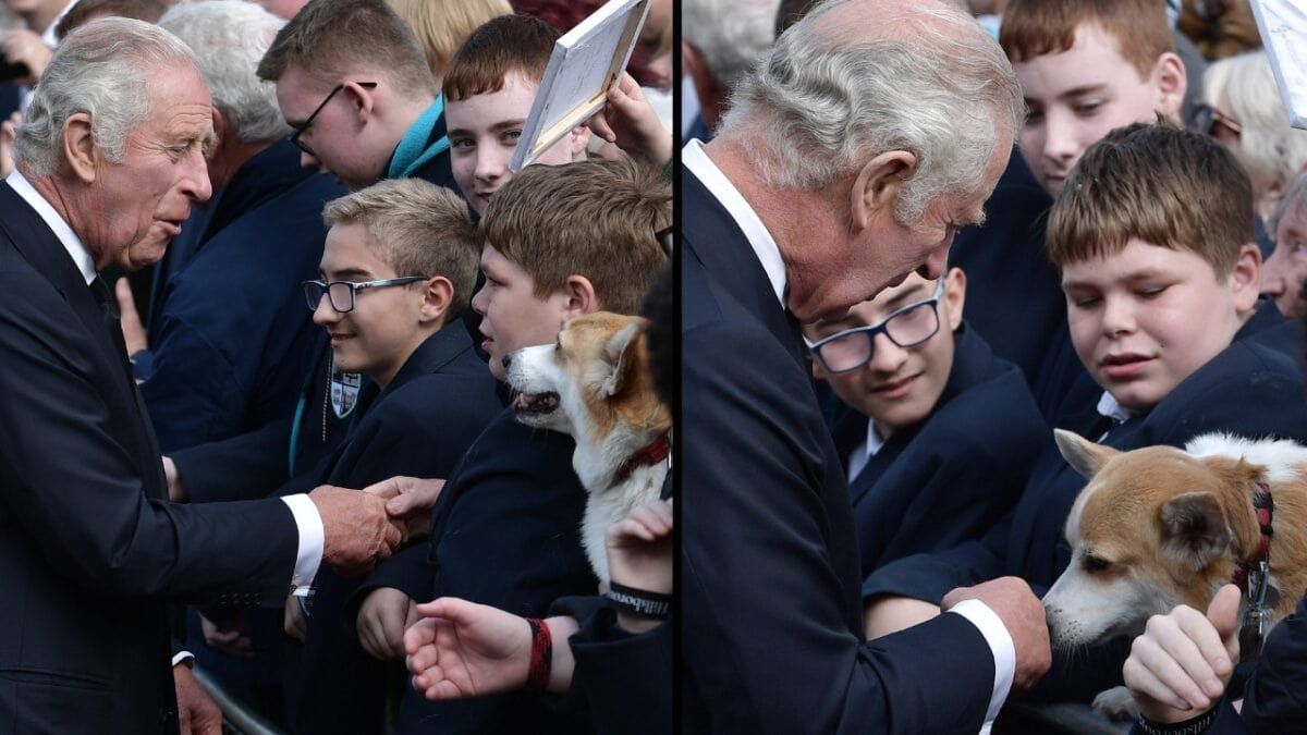 King Charles III's Dogs: The New Royal Dog Breed at Buckingham Palace