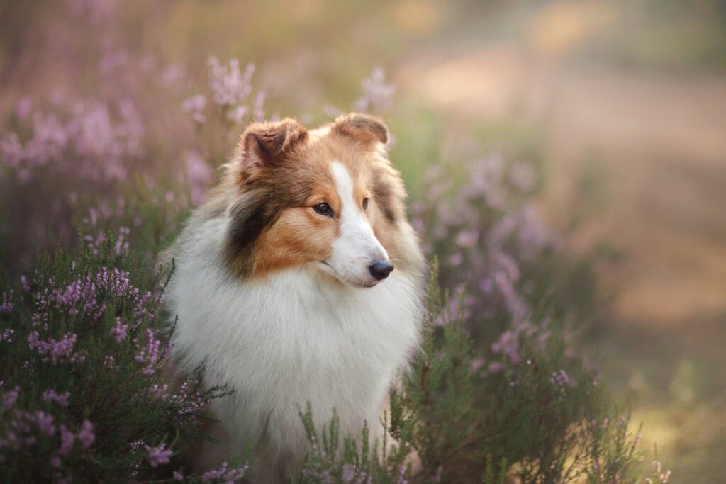 Toco the human collie steps out for first ever walk in public