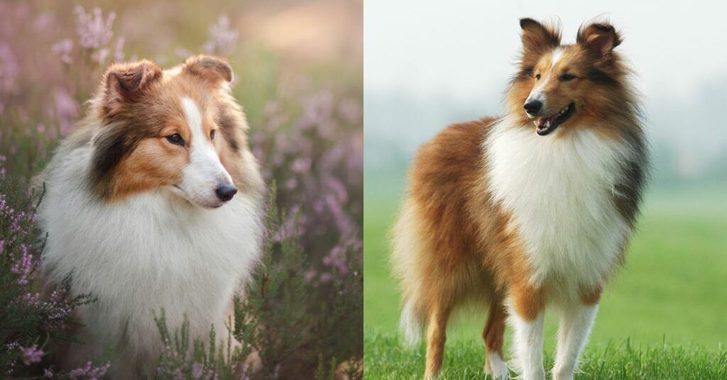 man-who-spent-14k-to-transform-himself-into-collie-steps-out-for-first