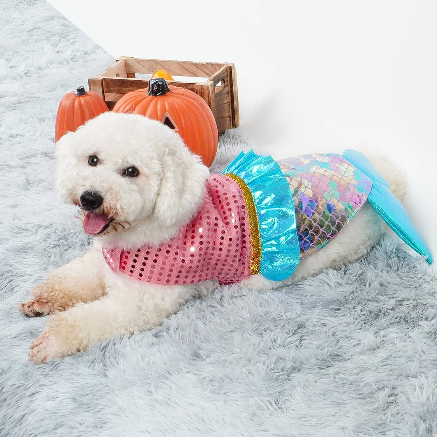 Sushi dog hotsell costume petsmart