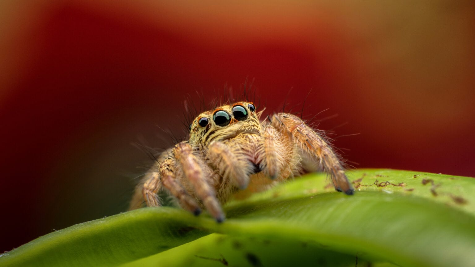 The Largest Male Specimen Of The World’s Most Venomous Spider Found ...