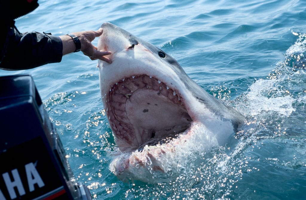 Beachgoers Horrified After Half-Eaten Great White Shark Washes Up