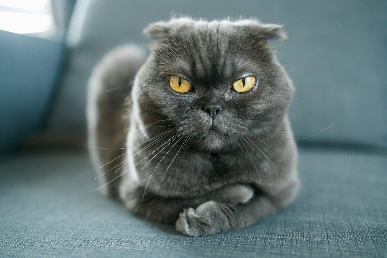 New Study: Link Between Cats And Schizophrenia Beauty and Health News ...