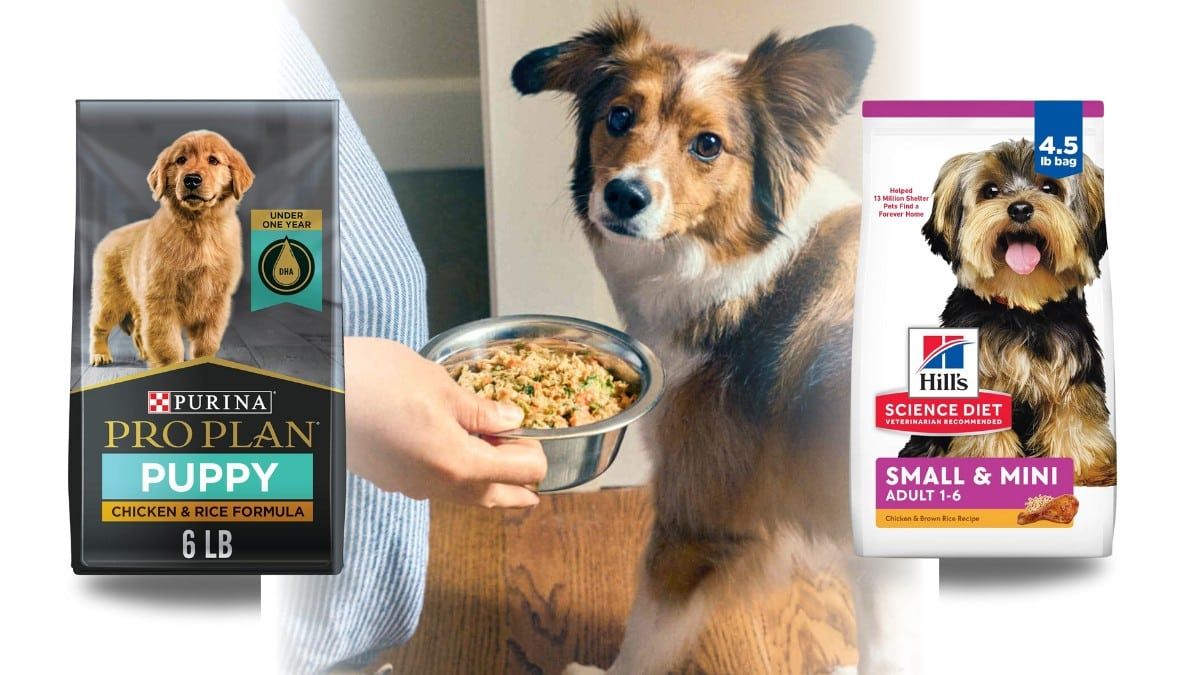 The Best Dog Foods for Every Type of Dog in 2024 Simplified Pets 22 Words