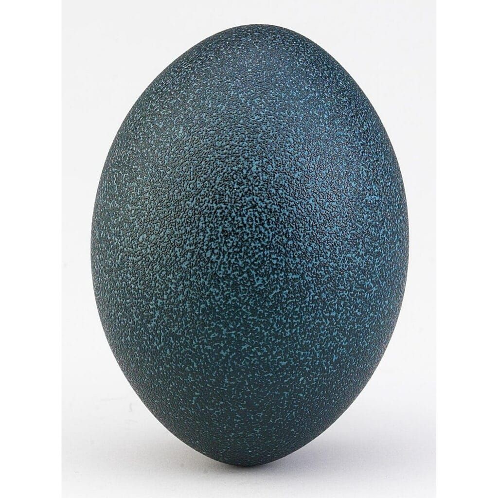 Emu Eggshell - Real, Cleaned, Measures 5" Tall - Deep Green and Black