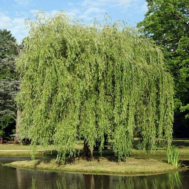 5-6ft Weeping Willow