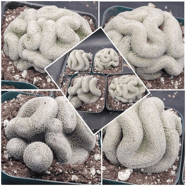 Mammillaria Microthele Perbella "Brain Cactus"